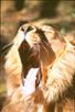 Asiatic Lion 